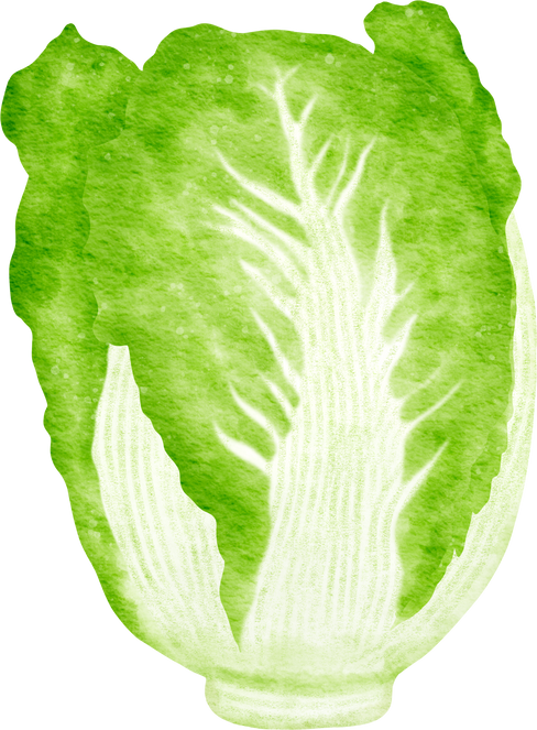watercolor chinese cabbage kimchi clipart